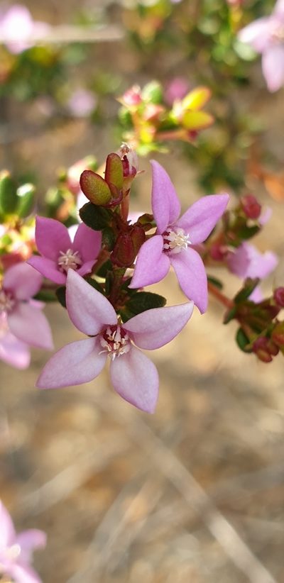 Boronia edwardsii, photographed by Andrew Thornhill