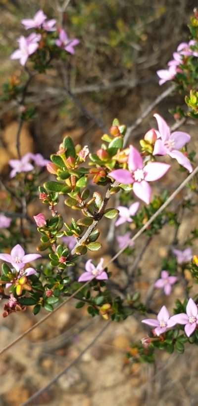 Boronia edwardsii, photographed by Andrew Thornhill