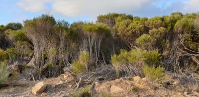 Melaleuca uncinata, photographed by Andrew Thornhill