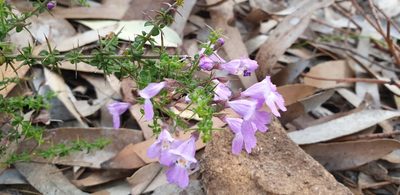 Prostanthera spinosa, photographed by Andrew Thornhill