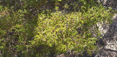 Thryptomene ericaea, photographed by Andrew Thornhill