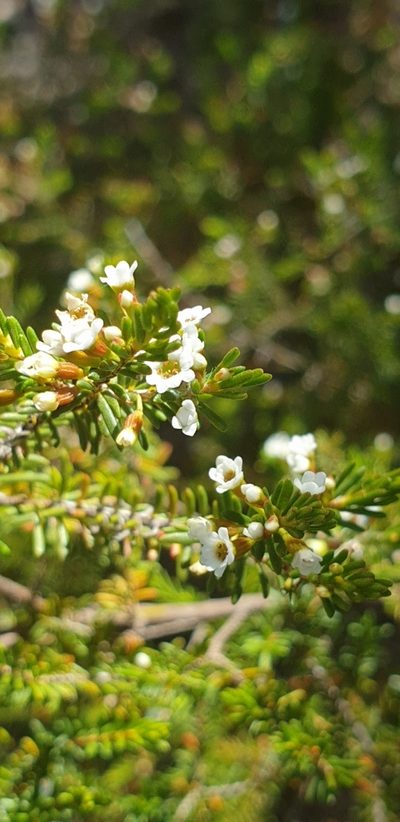 Thryptomene ericaea, photographed by Andrew Thornhill