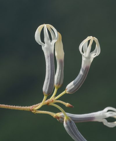 Ceropegia rollae, photographed by S.MORE