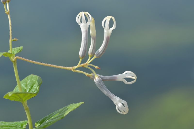 Ceropegia rollae, photographed by S.MORE