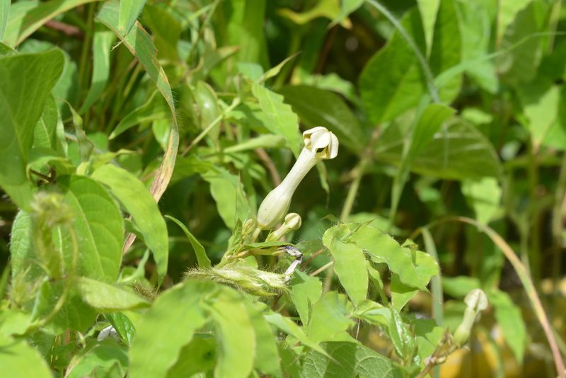 Ceropegia sahyadrica, photographed by S.MORE