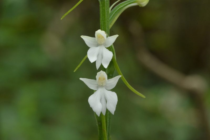 Habenaria plantaginea, photographed by S.MORE