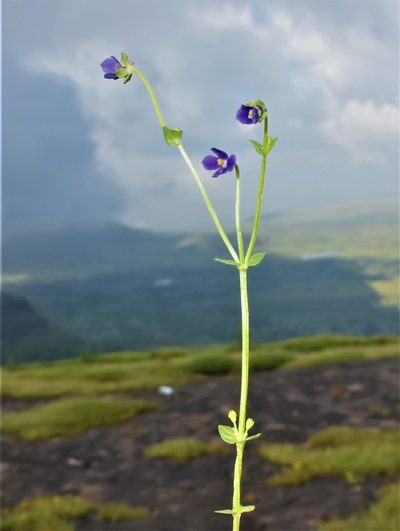 Exacum lawii, photographed by S.MORE