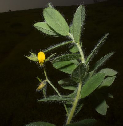 Crotalaria vestita, photographed by S.MORE