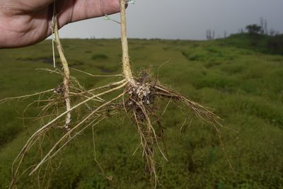 Crotalaria vestita, photographed by S.MORE