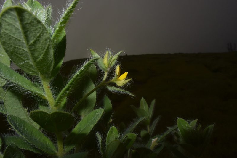 Crotalaria vestita, photographed by S.MORE