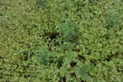 Crotalaria vestita, photographed by S.MORE