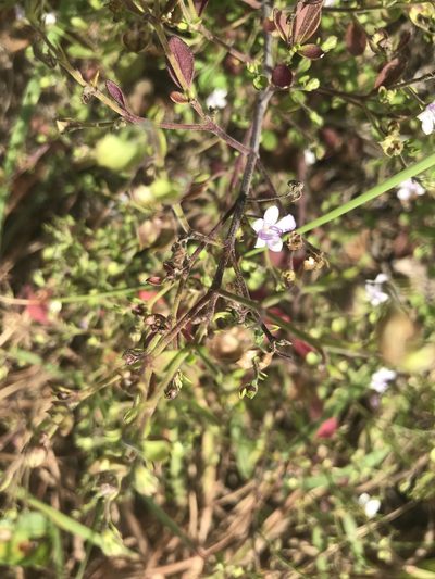 Trichostema nesophilum, photographed by Brandon Wheeler