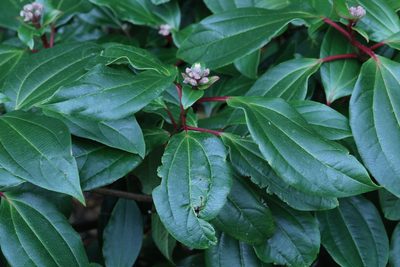 Viburnum davidii, photographed by Stephen James McWilliam
