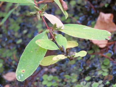 Hypericum walteri, photographed by Laura Clark