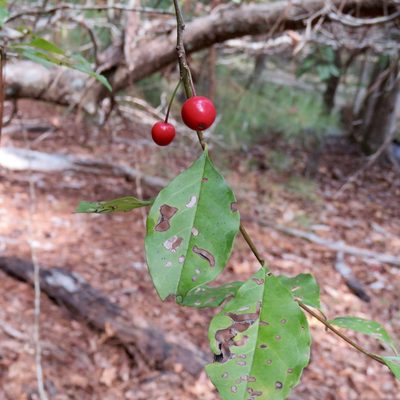 Ilex longipes, photographed by Laura Clark