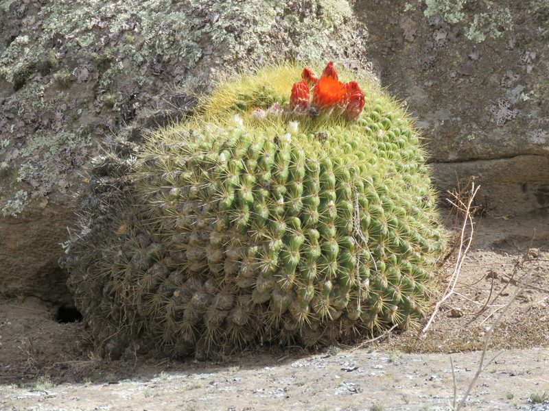 Soehrensia bruchii, photographed by Nicolas Olejnik