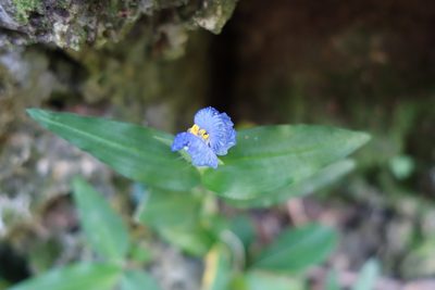 Commelina auriculata, photographed by agujaceratops