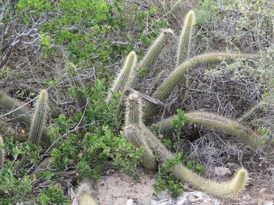 Cleistocactus baumannii, photographed by Nicolas Olejnik