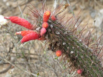 Cleistocactus baumannii, photographed by Nicolas Olejnik