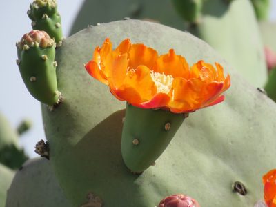 Opuntia quimilo, photographed by Nicolas Olejnik