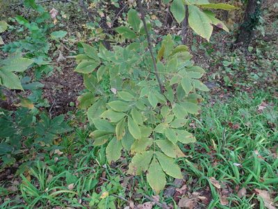 Carya laciniosa, photographed by Thomas Koffel
