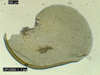 Syzygiella sonderi, photographed by Leon Perrie