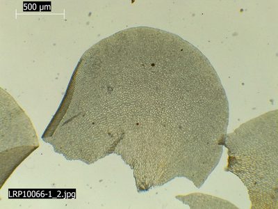 Syzygiella sonderi, photographed by Leon Perrie