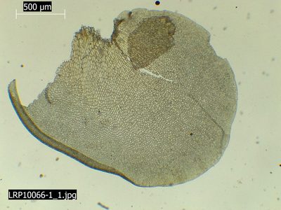Syzygiella sonderi, photographed by Leon Perrie