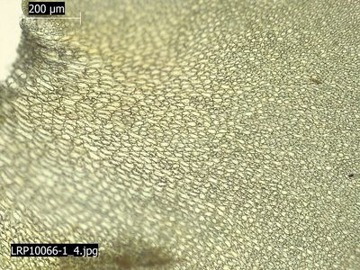 Syzygiella sonderi, photographed by Leon Perrie