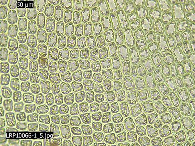 Syzygiella sonderi, photographed by Leon Perrie