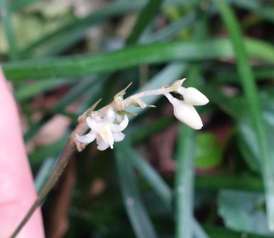 Ophiopogon reversus, photographed by agujaceratops