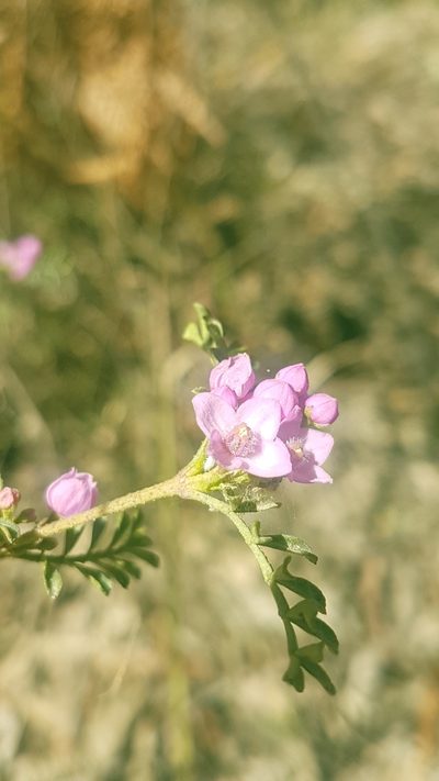 Boronia microphylla, photographed by Vale Jenny Conolly