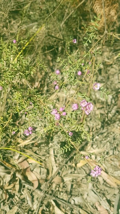 Boronia microphylla, photographed by Vale Jenny Conolly