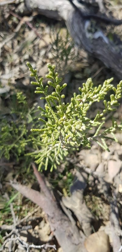 Ozothamnus hookeri, photographed by Yoav Daniel Bar-Ness
