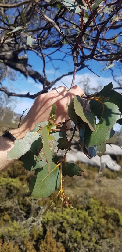 Eucalyptus gunnii, photographed by Yoav Daniel Bar-Ness