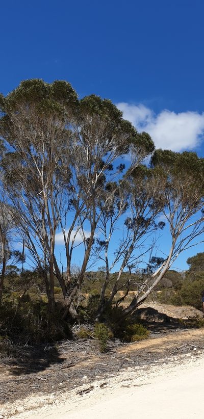 Eucalyptus cneorifolia, photographed by Andrew Thornhill