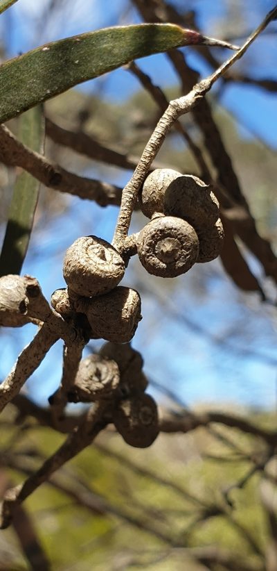 Eucalyptus cneorifolia, photographed by Andrew Thornhill