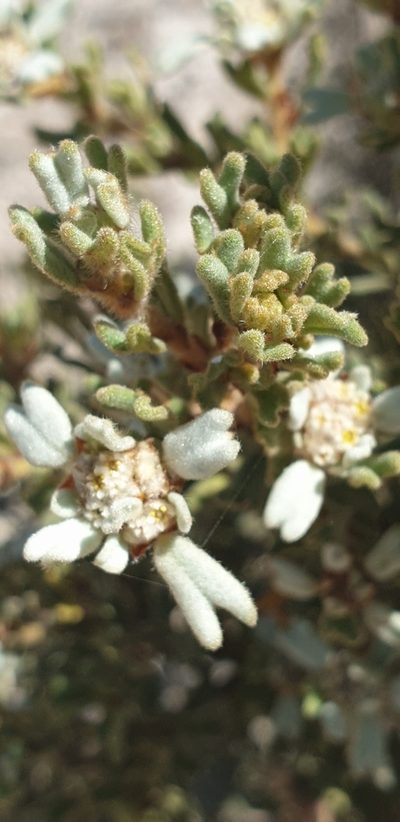 Spyridium halmaturinum, photographed by Andrew Thornhill