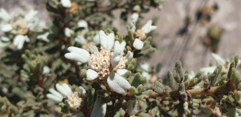 Spyridium halmaturinum, photographed by Andrew Thornhill