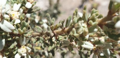 Spyridium halmaturinum, photographed by Andrew Thornhill