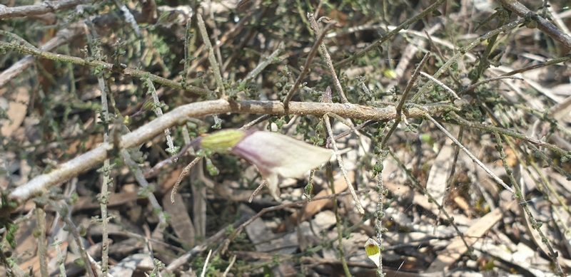 Prostanthera chlorantha, photographed by Andrew Thornhill