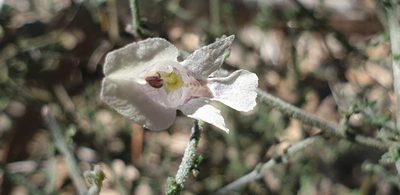 Prostanthera chlorantha, photographed by Andrew Thornhill