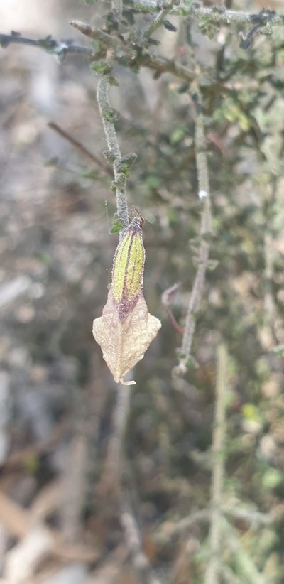 Prostanthera chlorantha, photographed by Andrew Thornhill