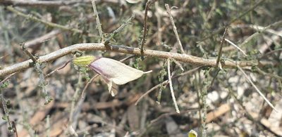 Prostanthera chlorantha, photographed by Andrew Thornhill