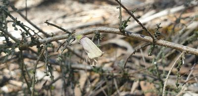 Prostanthera chlorantha, photographed by Andrew Thornhill