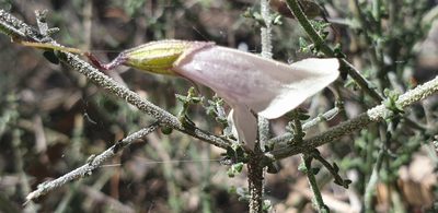 Prostanthera chlorantha, photographed by Andrew Thornhill