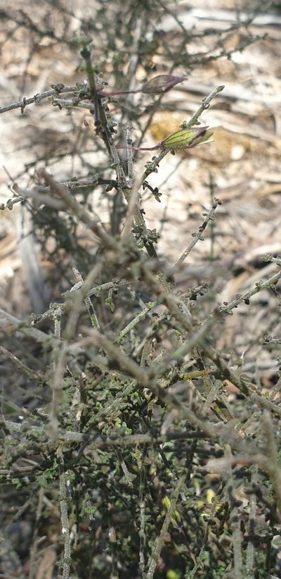Prostanthera chlorantha, photographed by Andrew Thornhill