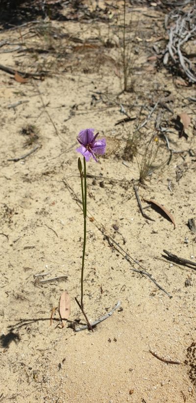 Thysanotus racemoides, photographed by Andrew Thornhill