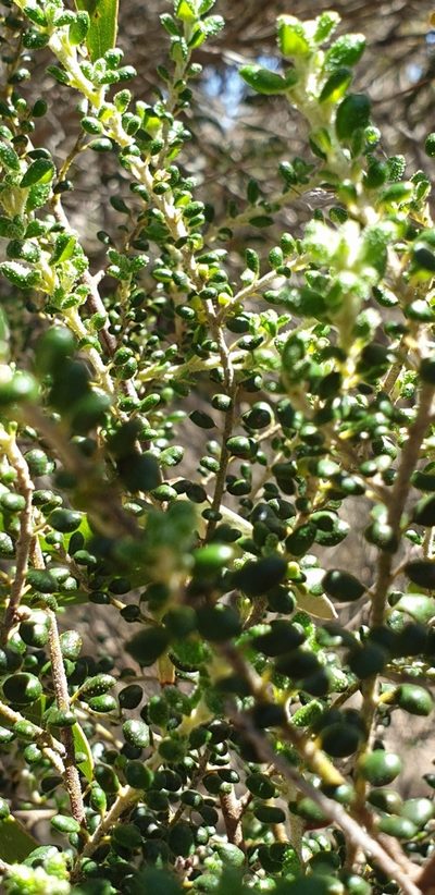 Bertya rotundifolia, photographed by Andrew Thornhill