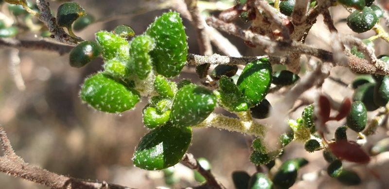 Bertya rotundifolia, photographed by Andrew Thornhill